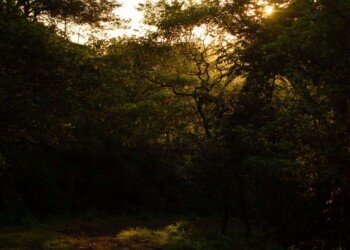 golden tropical forest on the sunset