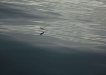 bird flying over the water