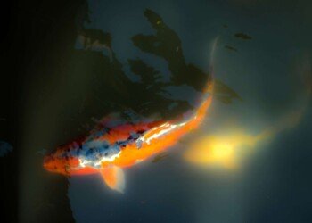 japan gold fishes in the water