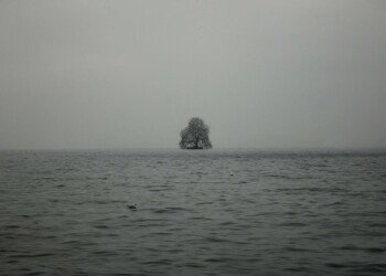 tree on the lake