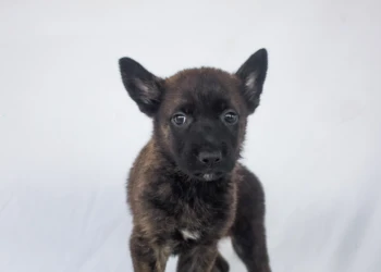 shepherd malinua puppy black dog and animals photography