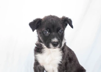 mixed shepherd puppy black and white dog and animals photography