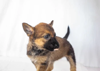 malinua puppy black and red dog and animals photography