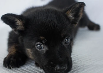 shepherd puppy black dog and animals photography
