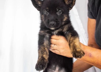 shepherd puppy black dog and animals photography