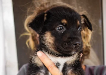 shepherd puppy black and white dog and animals photography