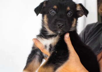 shepherd puppy black and white dog and animals photography