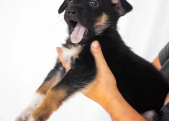 shepherd puppy black and white dog and animals photography