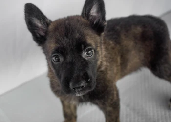 shepherd malinua puppy black dog and animals photography