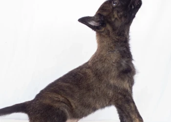 shepherd malinua puppy black dog and animals photography