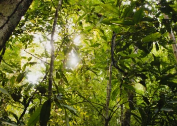 nature photography manuel antonio parque nacional