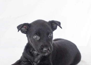 mixed shepherd puppy black dog and animals photography