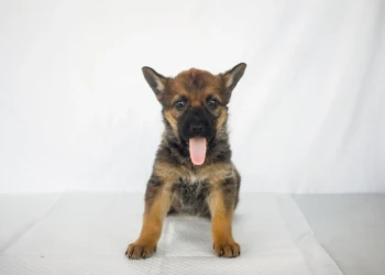 malinua puppy black and red dog and animals photography