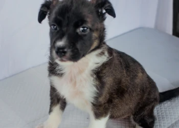 mixed shepherd puppy black and white dog and animals photography