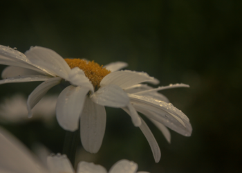 Nature photoshoot