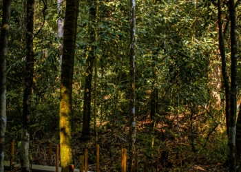 Tropical forest landscape near Manuel Antonio, Costa Rica