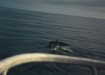 Nature photography of a whale in Norway