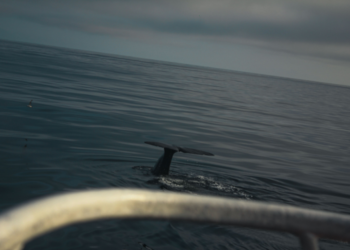 Nature photography of a whale in Norway