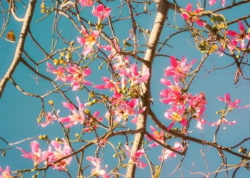 Nature photography in Argentina