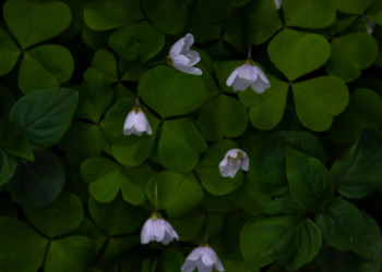 Nature photography