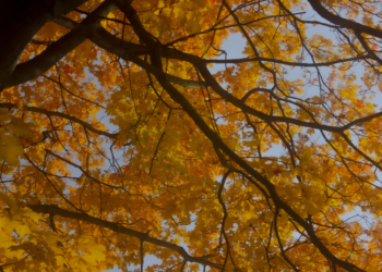 Autumn photoshoot