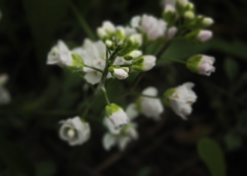 Nature photography flowers
